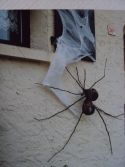 Décoration de maison pour Halloween