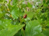 Coccinelles en fête !