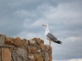 Mouette espagnole !