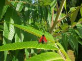 Papillon rouge