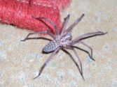 AraignÃ©e gÃ©ante