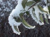 Arbre Ã  neige