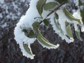 Arbre à neige