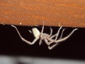Avoir une araignÃ©e au plafond